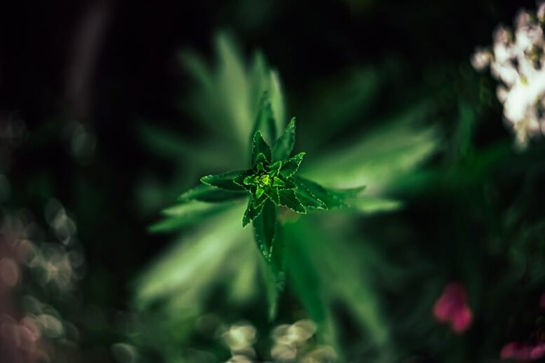 Indica oder Sativa Deine Wahl beginnt mit dem Wissen